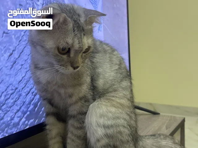 قطه سكوتش للتبني