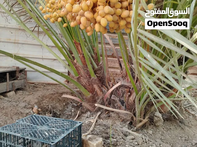 فسائل برحي حر مو نسيجي