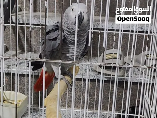 نتاية زنجبارى للتفريخ بتقلد اصوات حيوانات وبتبرطم بكذا حاجه وبتقلد صفافير ورنات موبايل