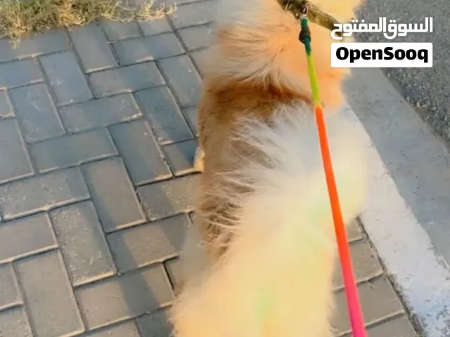 كلب جاو جاو سعره 400وبي مجال قليل للشراي