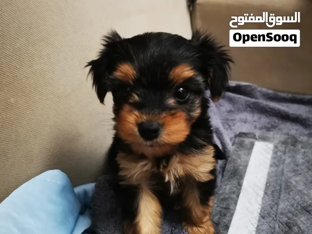 انثى يوركشاير بعمر 48 يوم