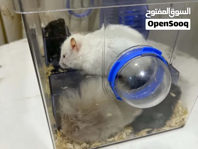 هامستر ( ام واب وخمسة اطفال )