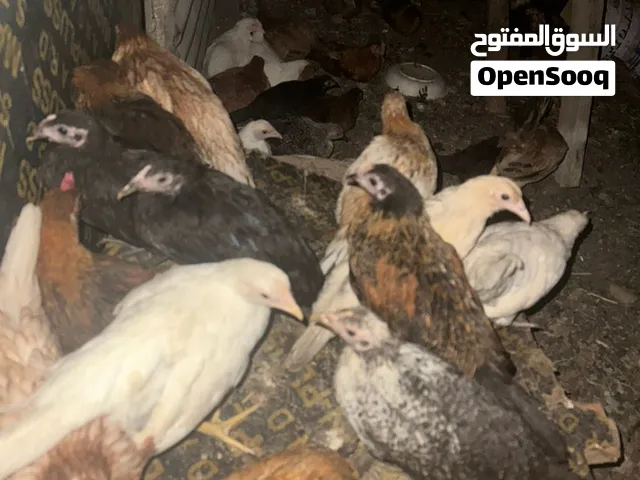 دجاج عماني كبار عمرهن ثلاثه شهور