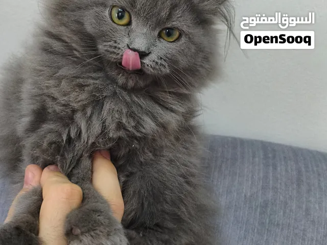 قط صغير عمره 3 الي 4 اشهر فقط أليف   A small, friendly kitten, only 3 to 4 months old.