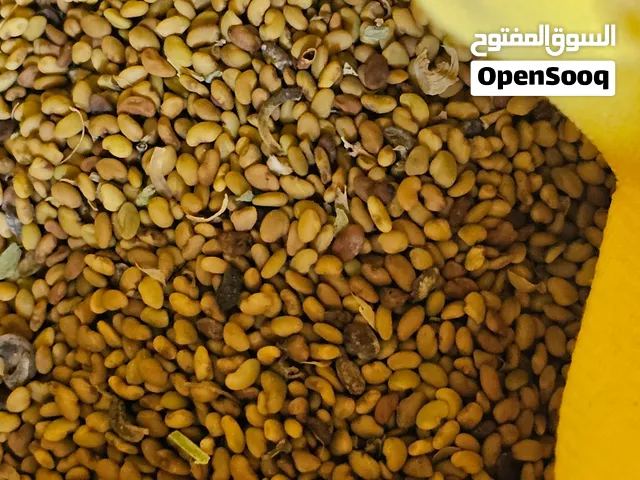 بذر قت عماني عمر أربع سنوات