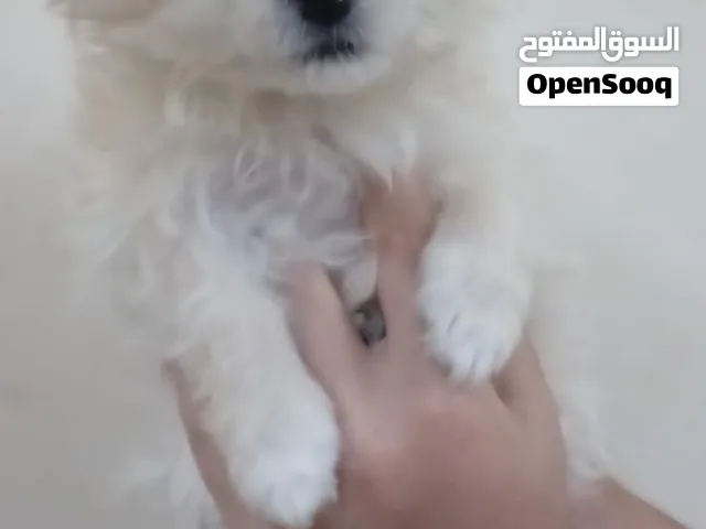 Yorkshire Terrier puppy for sale