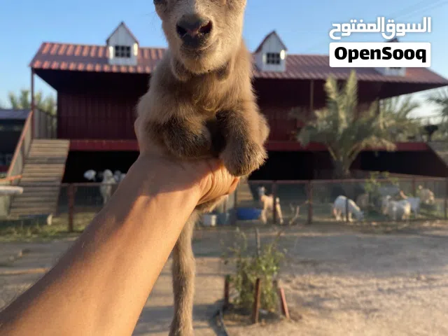 الماعز القزم للاطفال