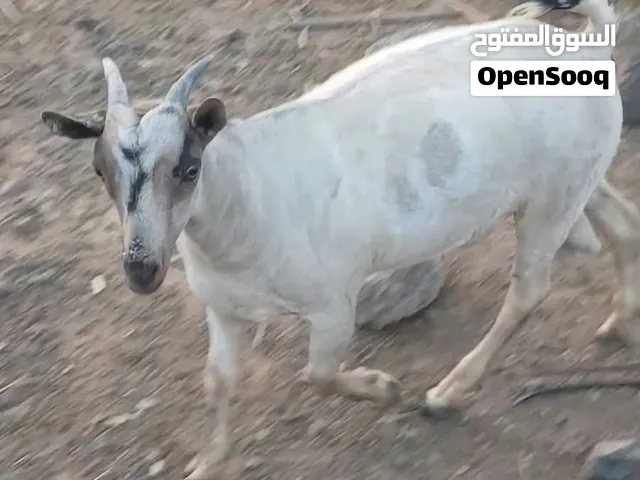 جدي حلو ماشى الله