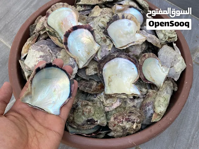 صدف محار منظف