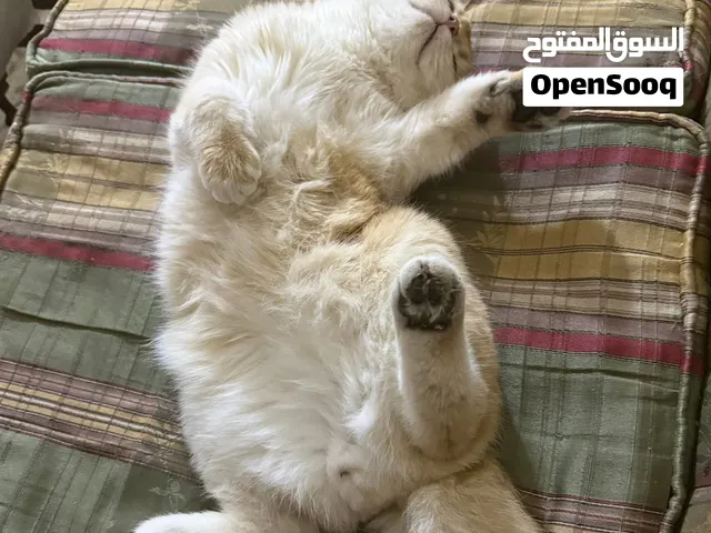 British shorthair fold cat ny11
