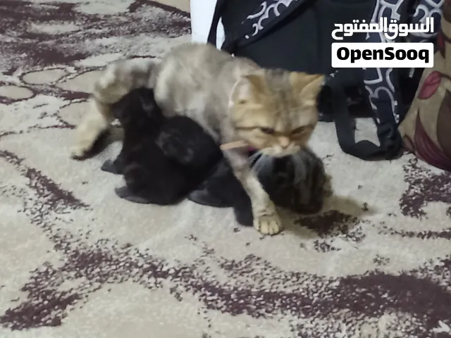 قطة انثى مكس