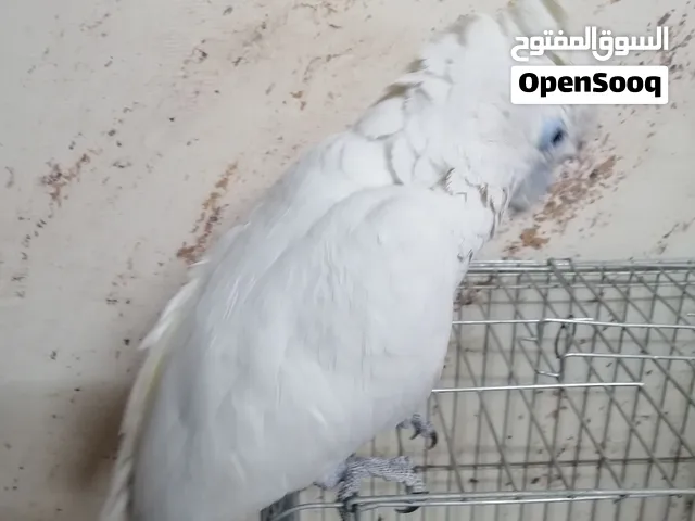 ببغاء كوكاتو جوفن