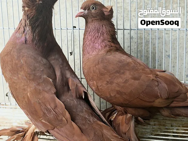 زوج رواعب احمر ونان . درجه اولى طيرة وفحل امايات