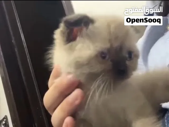 قطه جميله لبيع