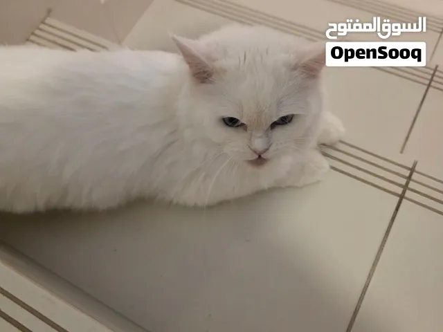 قطع للبيع 150 دینار