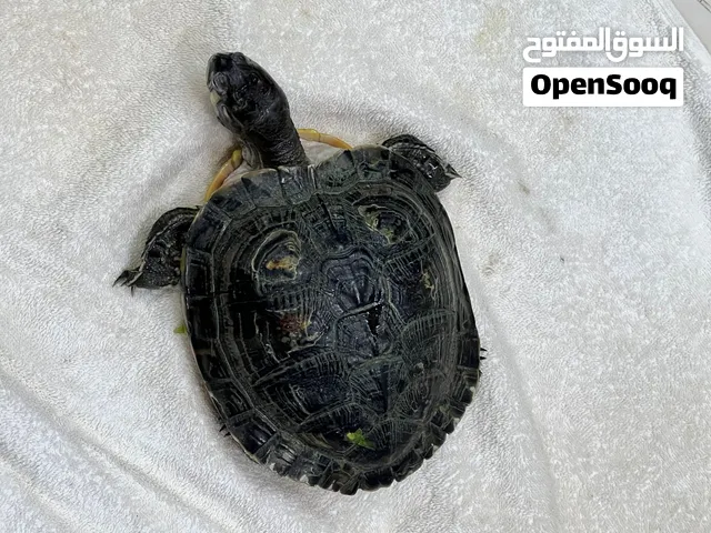 سلاحف للبيع