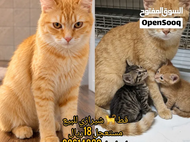 قط للبيع شيرازي