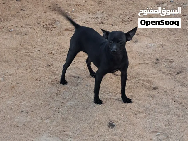 السلام عليكم انتي شيواوا