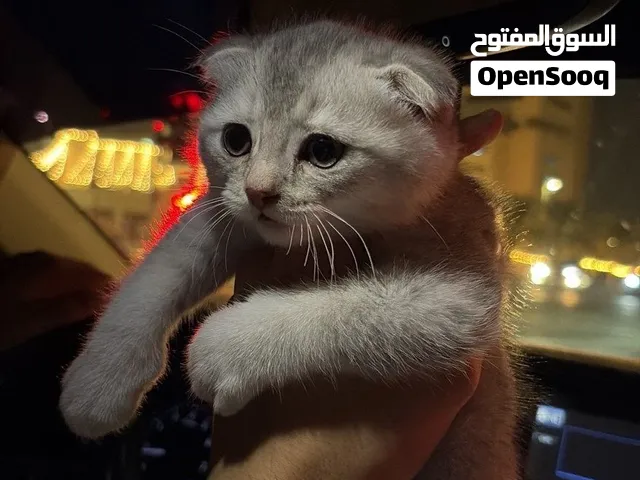 قطة صغيرة عمرها شهرين