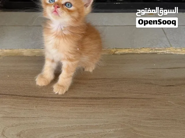 قطط شيرازي +تركي عمر شهر