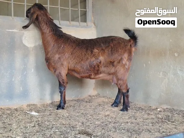 عنز مالطية للبيع