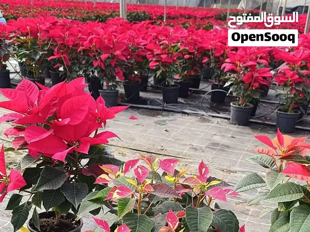 مشتلنا... لمسة خضراء أجمل لحياتك