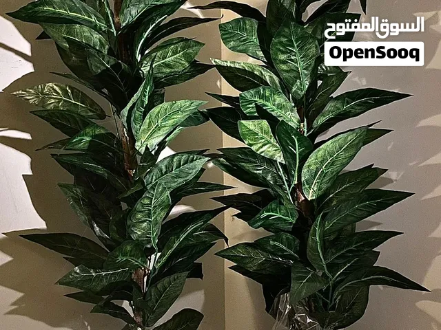 شجر المانجو خشب طبيعي