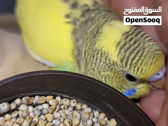 عصافير بادجي اليفات ومدربات وفروخ