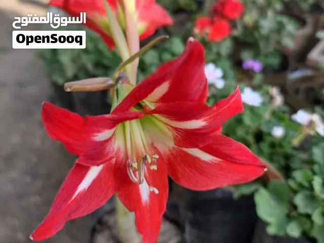 نباتات الزينه والورود