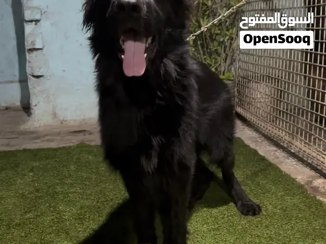 ذكر جيرمن رويال بلاك أهالي مستورده من إيطاليا بجميع الأوراق الذكر حجم ضخم لمحي الأحجام