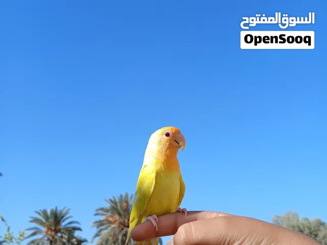 عصفور روز ارنج مروض فل ،اقرأ الوصف
