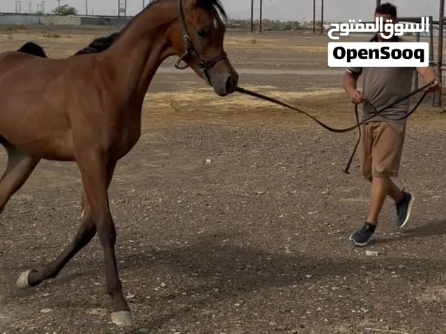 مهرة + مهر جمال