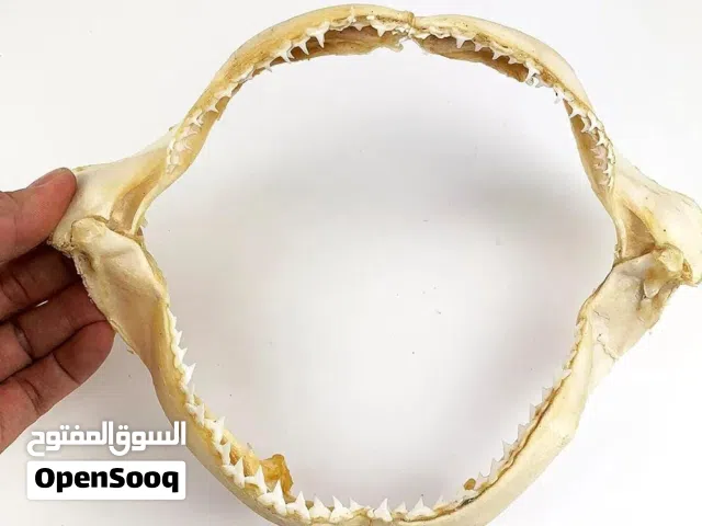 أصداف طبيعيه اشكال وأحجام
