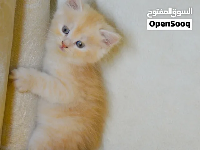 Turkish Angora /Persian kitten.. 1.5 months.. Lovely and playful kittens..
