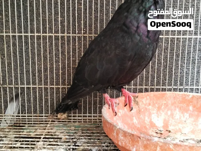 طيور سوريات وكشكي حط سعرك وشيل لا تتردد وما راح اخجلك كل الازواج مع المحاكر