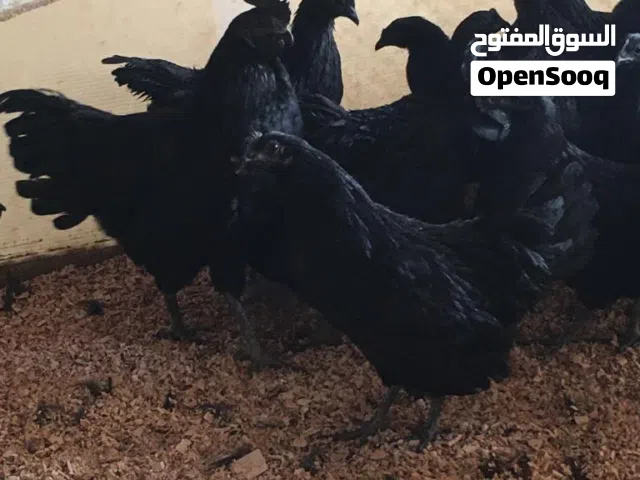 دجاج اندونيسي بيور وبراهما عملاق وكوشين عملاق وبولش كيرلي وبولش هولندي وسلكي وفري امريكي بوب وايت