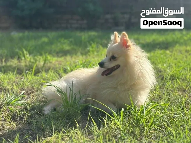 متاح(Pomeranian)