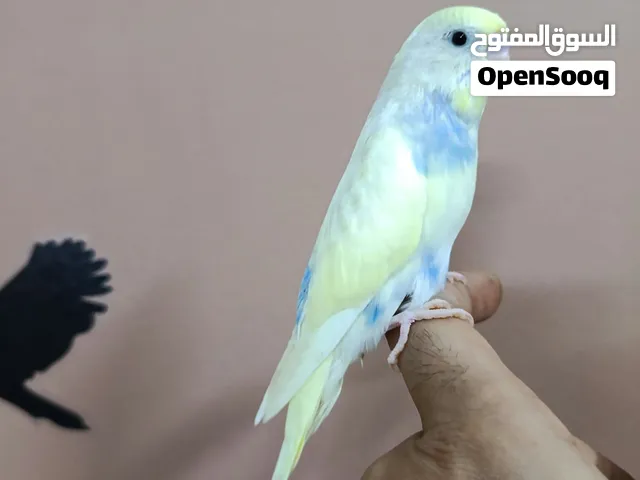 ذكر بادجي استرالي أليف جدا ولعوب