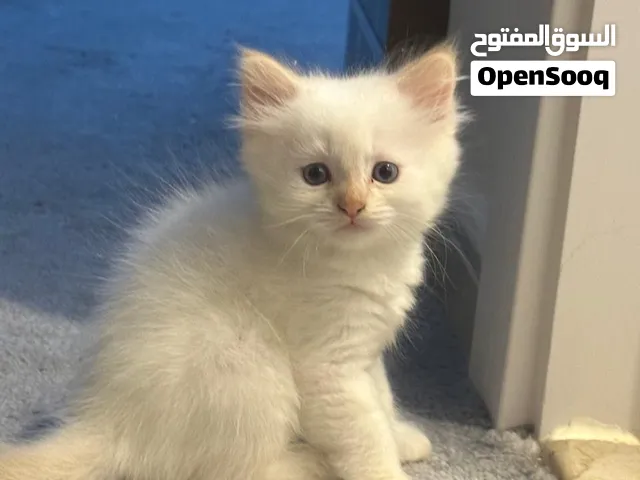 Siamese cat 1 month 5 days playful and kind