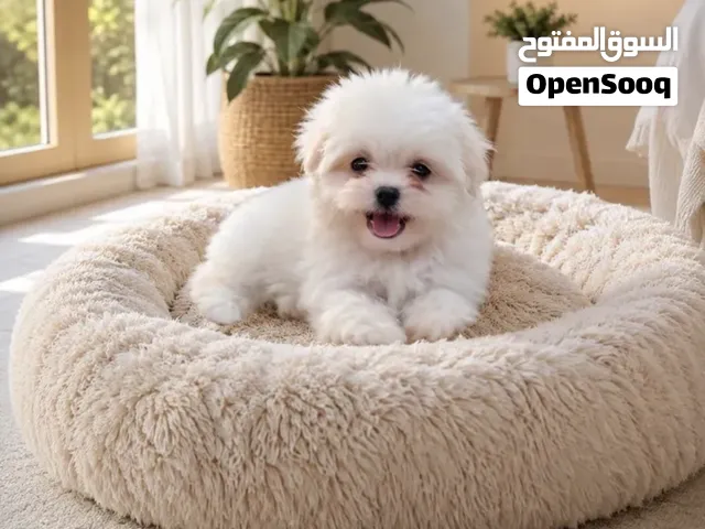 كلبة shih tzu للبيع بسعر لطيف جدا بسبب السفر