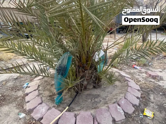 نخل برحي اصلي