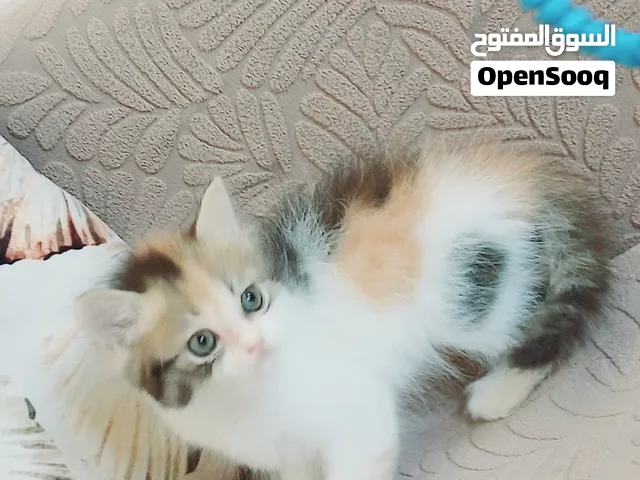 كيتنز بيرشن الوان مميزه جدا 50 يوم مدربين ومطعمين