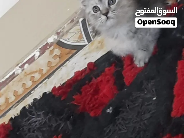 قطط العدد 6 اثنين اناث و4 ذكور م شيرازي متوفر في مدينة العين