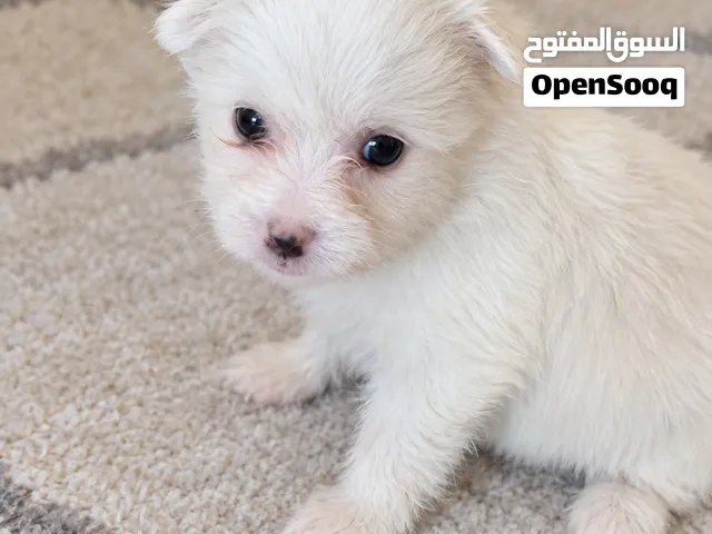 جراوي مالتيبوم (Maltipom) كيوت شقية جداً ونظيفة