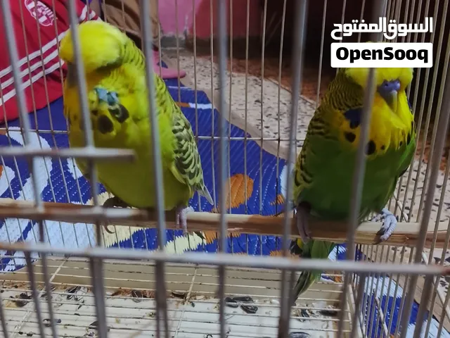 مطلوب فيفا26 مراوس رزنت ايفل فور