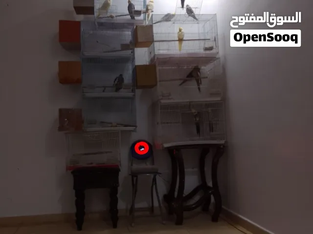 طيور كروان