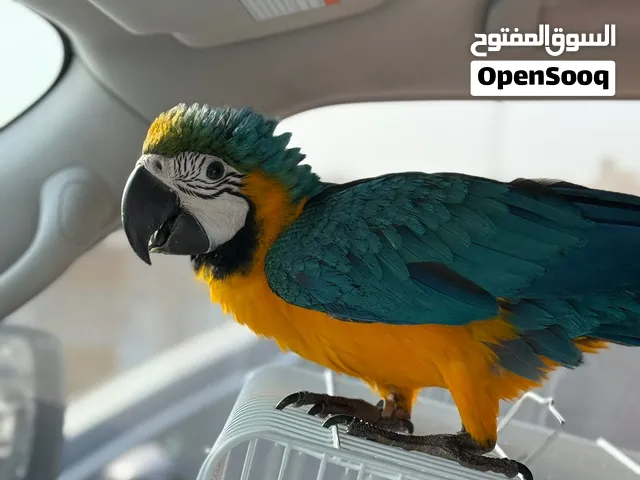 فرخ مكاو بلو اند قولد baby blue and gold macaw chick