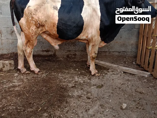 للبيع عجل نمساوي