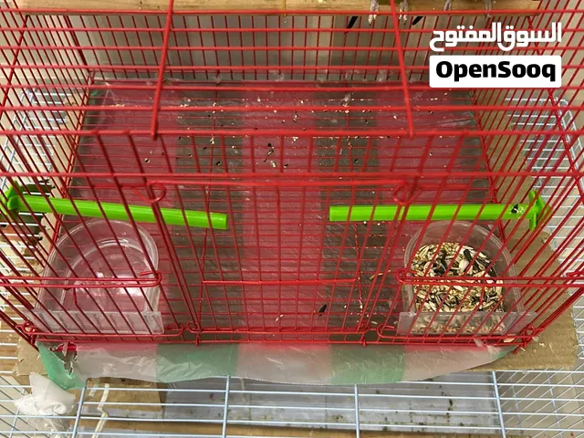 بادجي ذكر وانثى