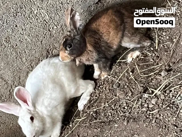 ارانب للبيع